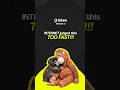 Punch the Monkey | Macaque Social Structure