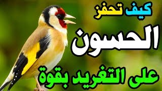 كيف تجعل دكر الحسون يغرد بقوة