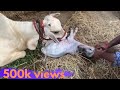 My Punganur Cow Giving Birth! - Punganur Cow&Claf