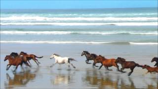 Horses Running on Beach HD