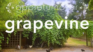 cooling our farmhouse naturally with a grapevine, feeding family + farm animals, at appleturnover