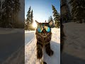 Skiing Cat Goes Viral 😹❄️ (POV Shot!).#watchtillend #loopvideo #satisfyingvideo #oddlysatisfyin