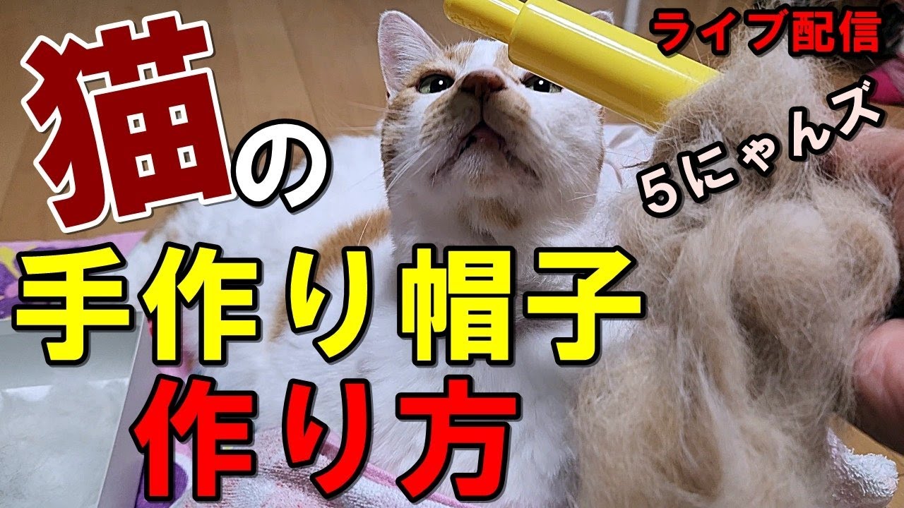 猫手作り帽子の作り方5にゃんズlive配信 Youtube
