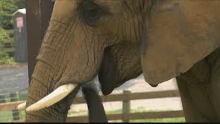 Usda Cites Natural Bridge Zoo