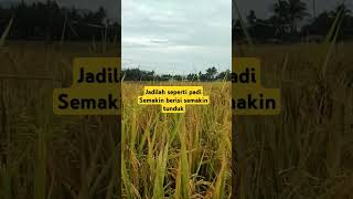 Jadilah seperti padi#padi #motivasi #katakatabijak #puisi #shorts #viralshorts #trending #feed