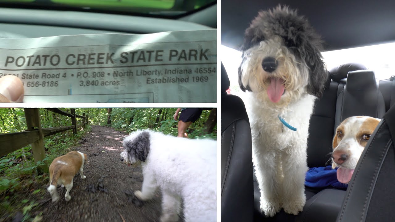 I Let My Dog Off Leash While Hiking Potatoe Creek State Park, Indiana