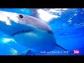 YouTube Shark - Great White Shark Cage Breach - The Full Story