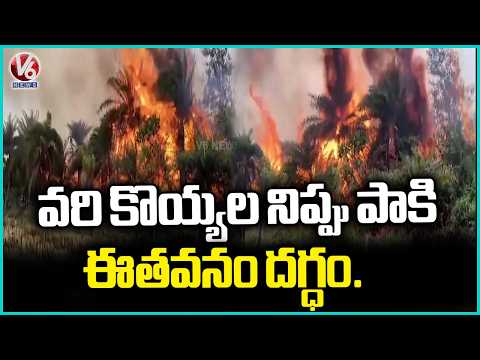 Palm Field Caught On Huge Fire Which Spread From Paddy Stubble | V6 News - V6NEWSTELUGU