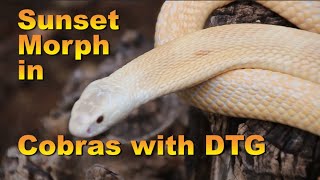 Sunset Morph Cobra with DTG