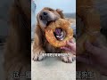 #DogGrooming #DogCare #CuteDogs #DogLovers #DogsOfYouTube #HappyDog 🌞 What a big circle of 🎥 P60