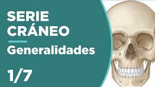 Cráneo 1/7 Generalidades De Cráneo Anatomía 💀