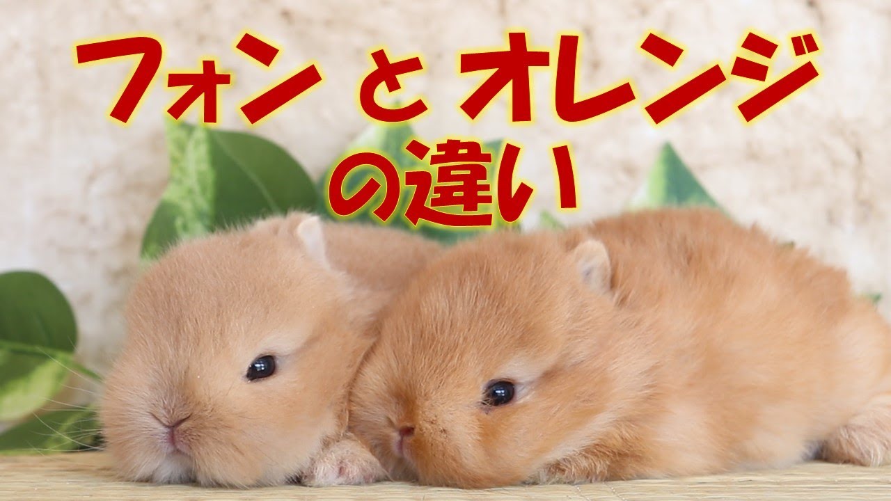 フォンとオレンジの違い うさぎさんのカラーの見分け方 Youtube
