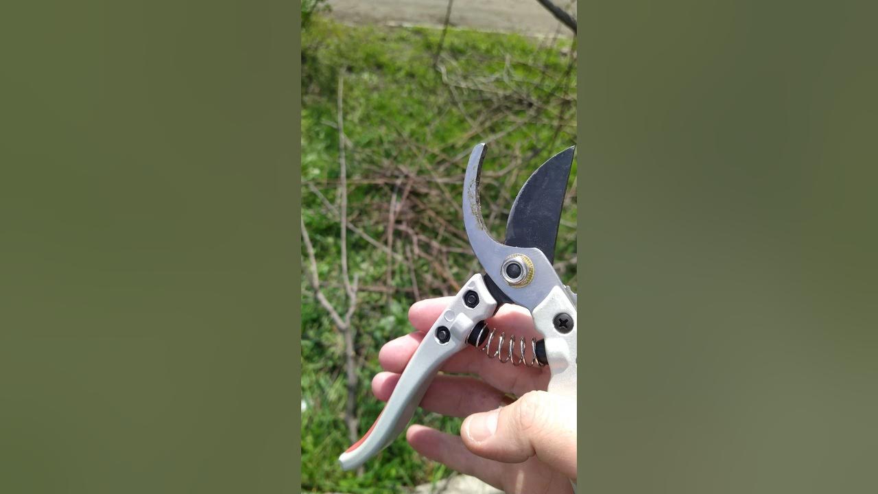 Секаторы видео. Секаторы видео. Советские секаторы садовые. Секатор бригадир. 104.