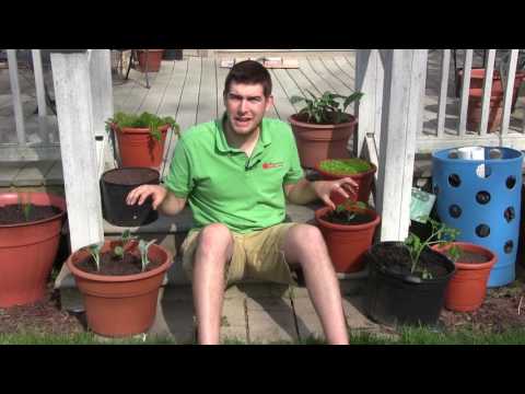 How to Grow Peppers In Containers - Complete Growing Guide