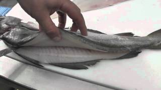 Passionate About Fish  How to Fillet Pollack