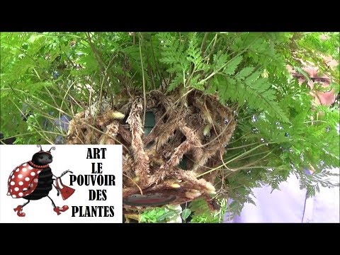 Vidéo: Rempotage d'une fougère à pattes de lapin - Quand et comment rempoter une fougère à pattes de lapin