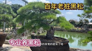 逛一逛黑松园，欣赏一下造型各异的黑松。