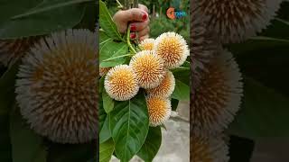 Unlocking Nature: The Hidden Health Benefits of the Kadamba Tree #shorts
