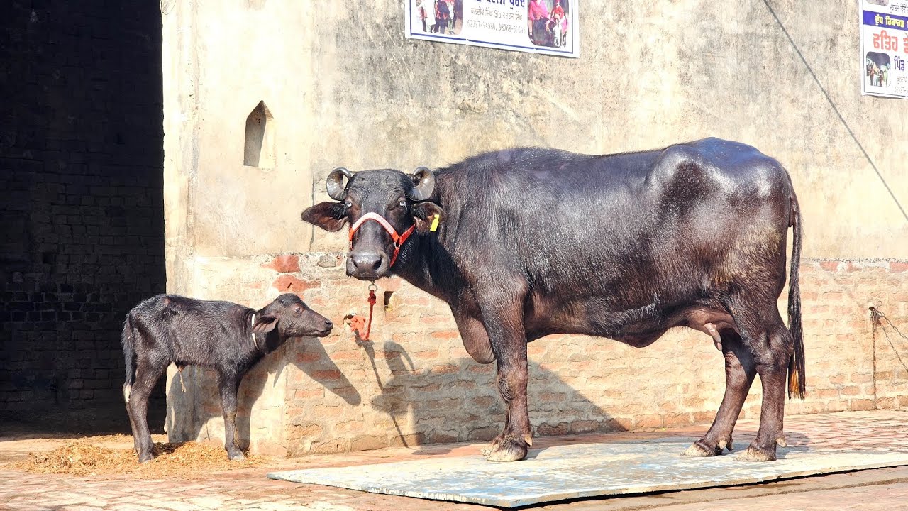  ਸੋਹਣੀ ਝੋਟੀ ਦੋ ਦਿਨਾਂ ਦੀ ਸੂਈ ਹੋਈ 11-12 ਕਿਲੋ ਦੁੱਧ ਬਿੱਲੀਆਂ ਅੱਖਾ ਦੁੱਧ ਵੀ 15 ਕਿਲੋ ਪਾਉਣਾਂ ਕਿਵੇ ਲੱਗੀ ਝੋਟੀ ।