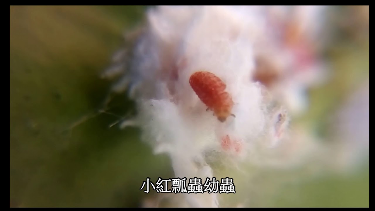 吹綿介殼蟲 Youtube