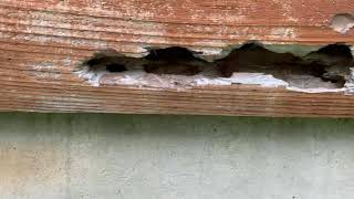 Bee hole damage on log cabin   #bees  #summer #sunshine #insects