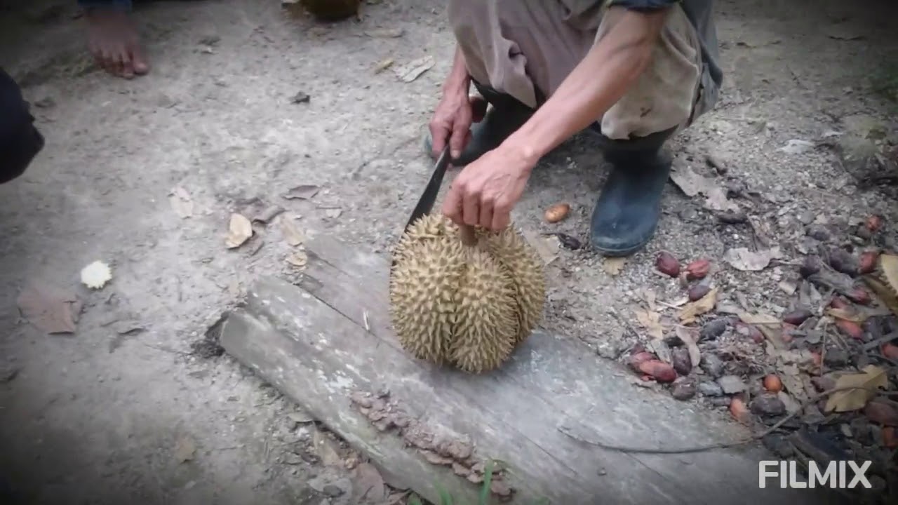 Nyobain durian  bangka cane vs cumasi  YouTube