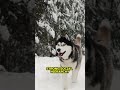Wolves — The Genius Pack Masters!