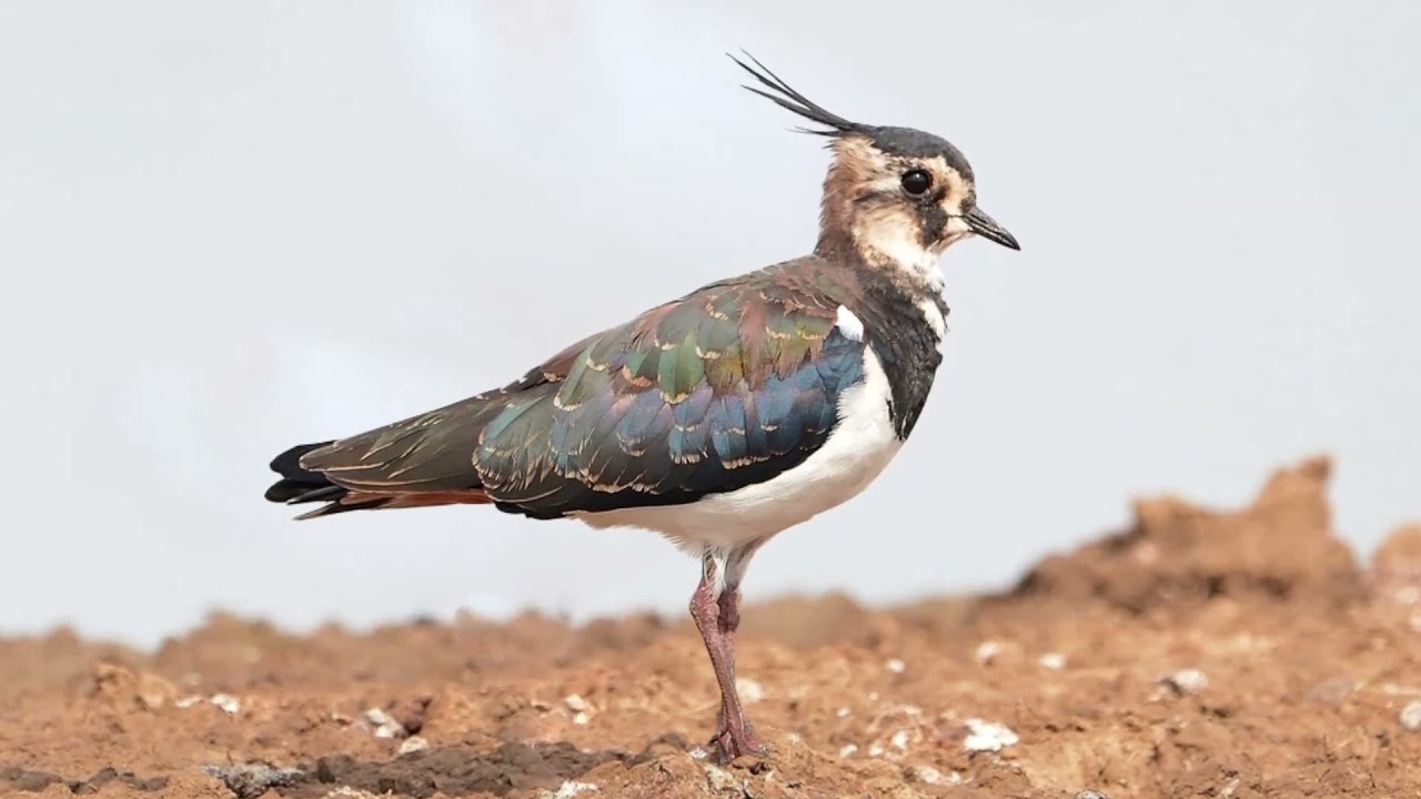 Чибис, или пигалица Vanellus vanellus