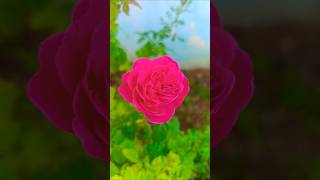 Download Lagu #mainti plavars#🌹🌹💐🌺 MP3