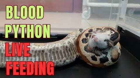 screaming rat vs. blood python live feeding #livefeeding #reptiles #snake