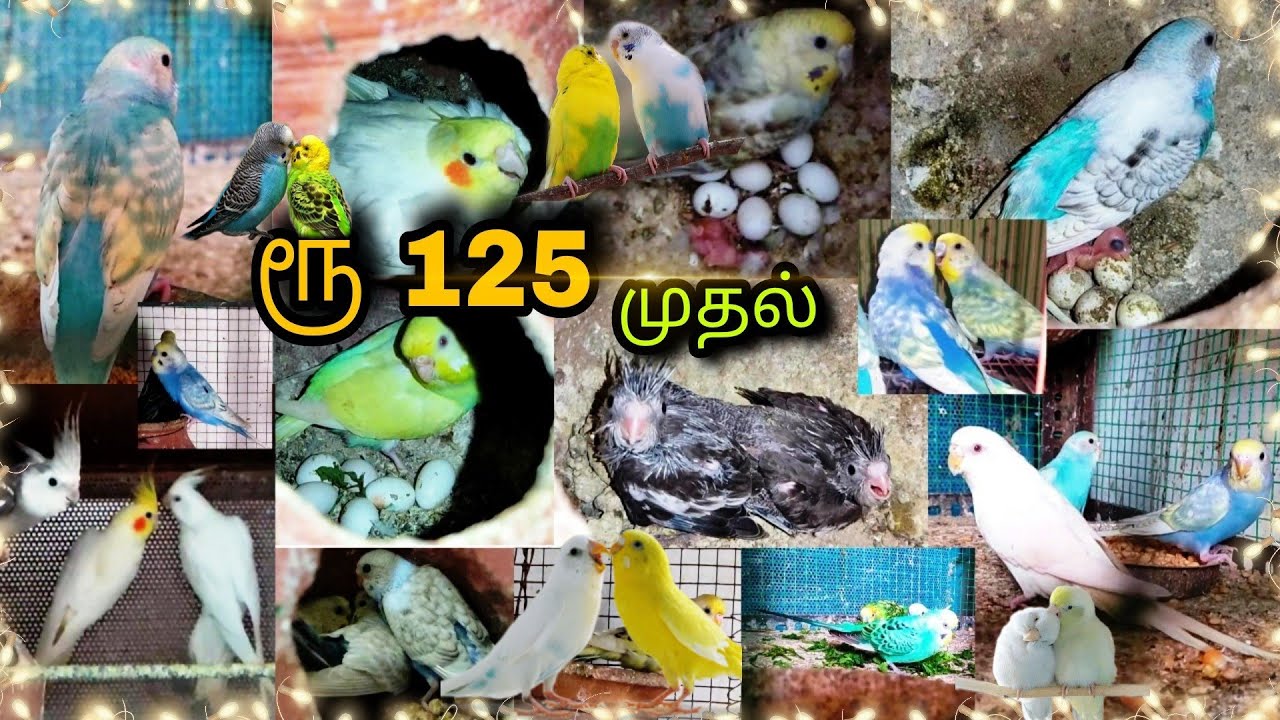 🤯 ரூ 125 முதல் Birds for SalesBirdsfarm Budgies,CockatielTamil