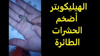 شاهد سبحان الله حشرة الهيلكوبتر التنين (اليعسوب dragonflies )