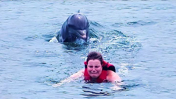 Wo kann man in der Bretagne Delfine sehen?