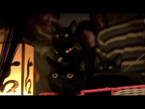 映画「くろねこルーシー」特報2