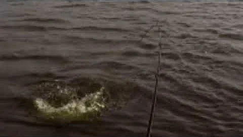 Topwater hit