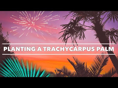 Planting a Trachycarpus fortunei & Hardy Palm Care Tips