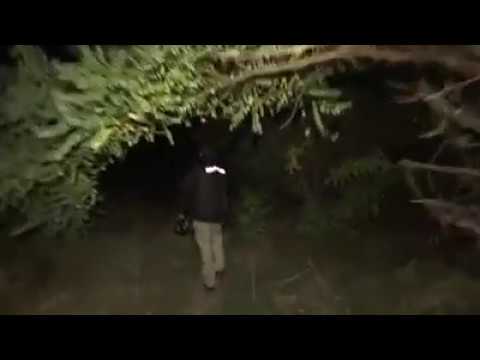 9 წლის გოგონას მკვლელობაში ეჭვმიტანილის დაკავების კადრები