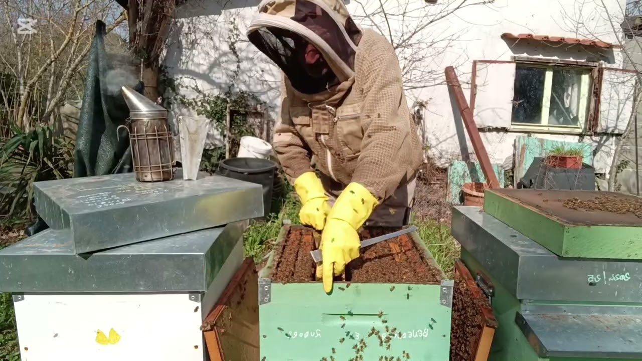 Apicoltura 2026 inseriamo i fogli cerei 