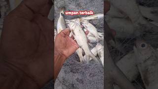 umpan mancing pasiran terbaik