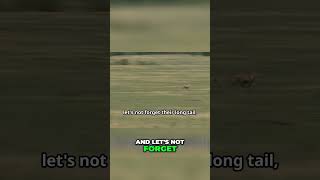 Cheetahs  Nature's Ultimate Speed Machines Revealed