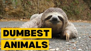 Top 10 DUMBEST Animals in the World by Planet of Predators 223 views 2 months ago 2 minutes, 46 seconds