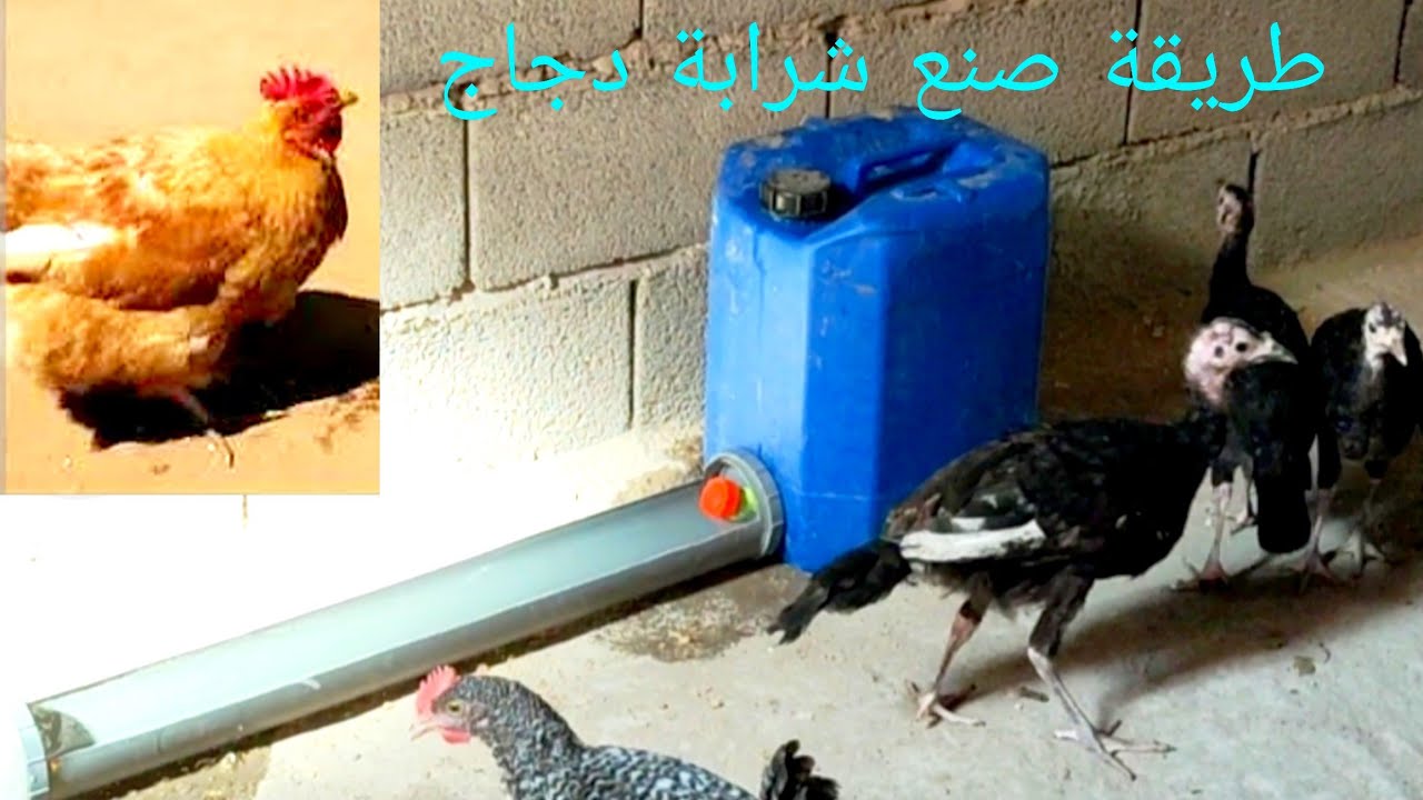 طريقة صنع شرابة الدجاج