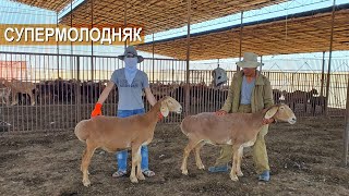 Отборные овцы и суперягнята в хозяйстве Куаныша Мыктыбаева.