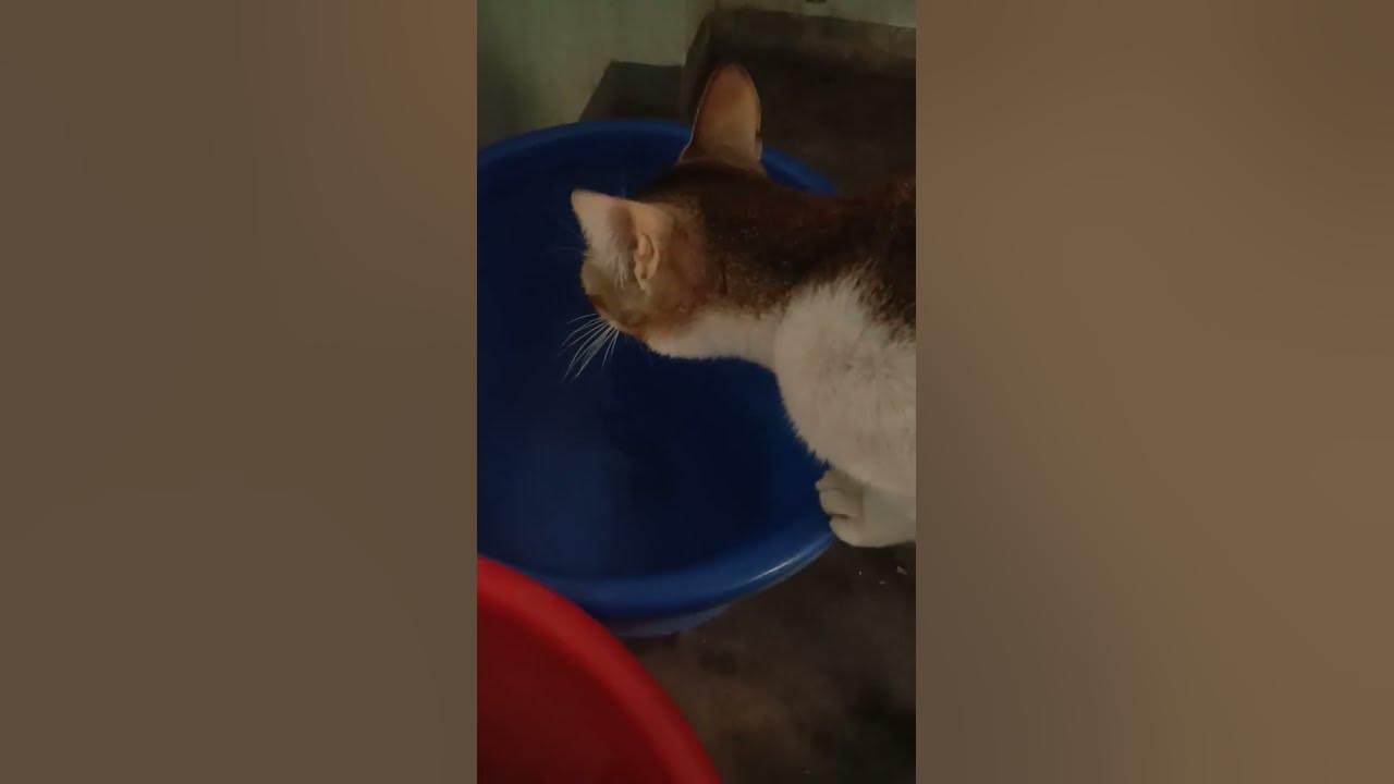 how-cat-drink-water-shorts-youtubeshorts-youtubevideos-youtube