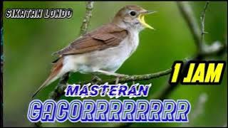 sikatan Londo gacor full isian masteran 1 jam||masteran kicau