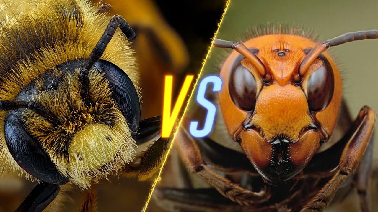 Wasp Vs Bee