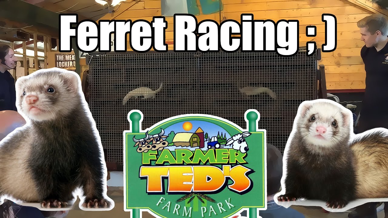 Farmer Teds - Ferret Racing - Farm Animals with Goats in the Air ...
