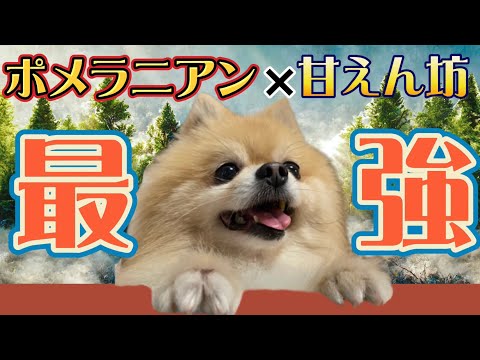 ポメラニアン×甘えん坊=最強