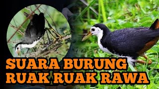 Ruak Ruak Rawa Pasti Datang ‼️ sound bird call ‼️ sound bird trap ‼️ sound call mp3