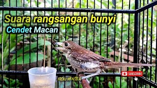 SUARA CENDET MACAN MEMANGGIL LAWAN